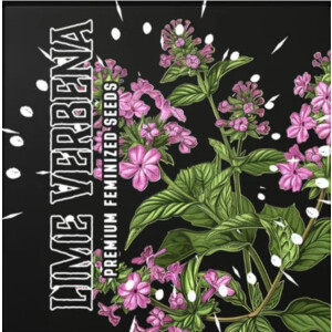 Lime Verbena Doja Seeds Fem 3er Pack