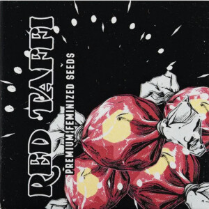 Red Taffi Doja Seeds Fem 3er Pack