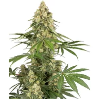 Sticky Orange XXL Feminisierte Hanfsamen, 3 Samen