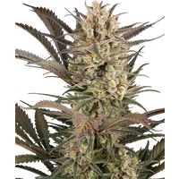 Sour Jam Automatic Hanfsamen, 3 Samen