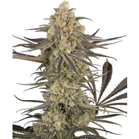 Rhonda’s Wrath Automatic Hanfsamen, 3 Samen