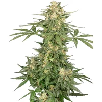 Space Tunnels Automatic Hanfsamen, 3 Samen