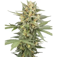 Head Knock Automatic Hanfsamen, 3 Samen