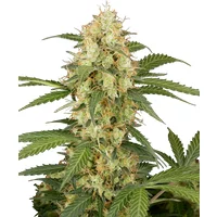 Candy Apples Automatic Hanfsamen, 3 Samen