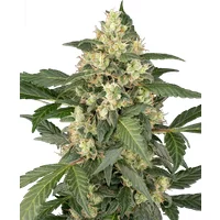 Copenhagen Sour Automatic Hanfsamen, 3 Samen