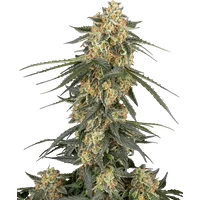 Tangerine Splash Automatic Hanfsamen, 3 Samen