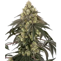 Loud Kush Feminisierte Hanfsamen, 3 Samen