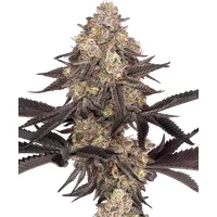 Black Cherry Reserve Feminisierte Hanfsamen, 3 Samen