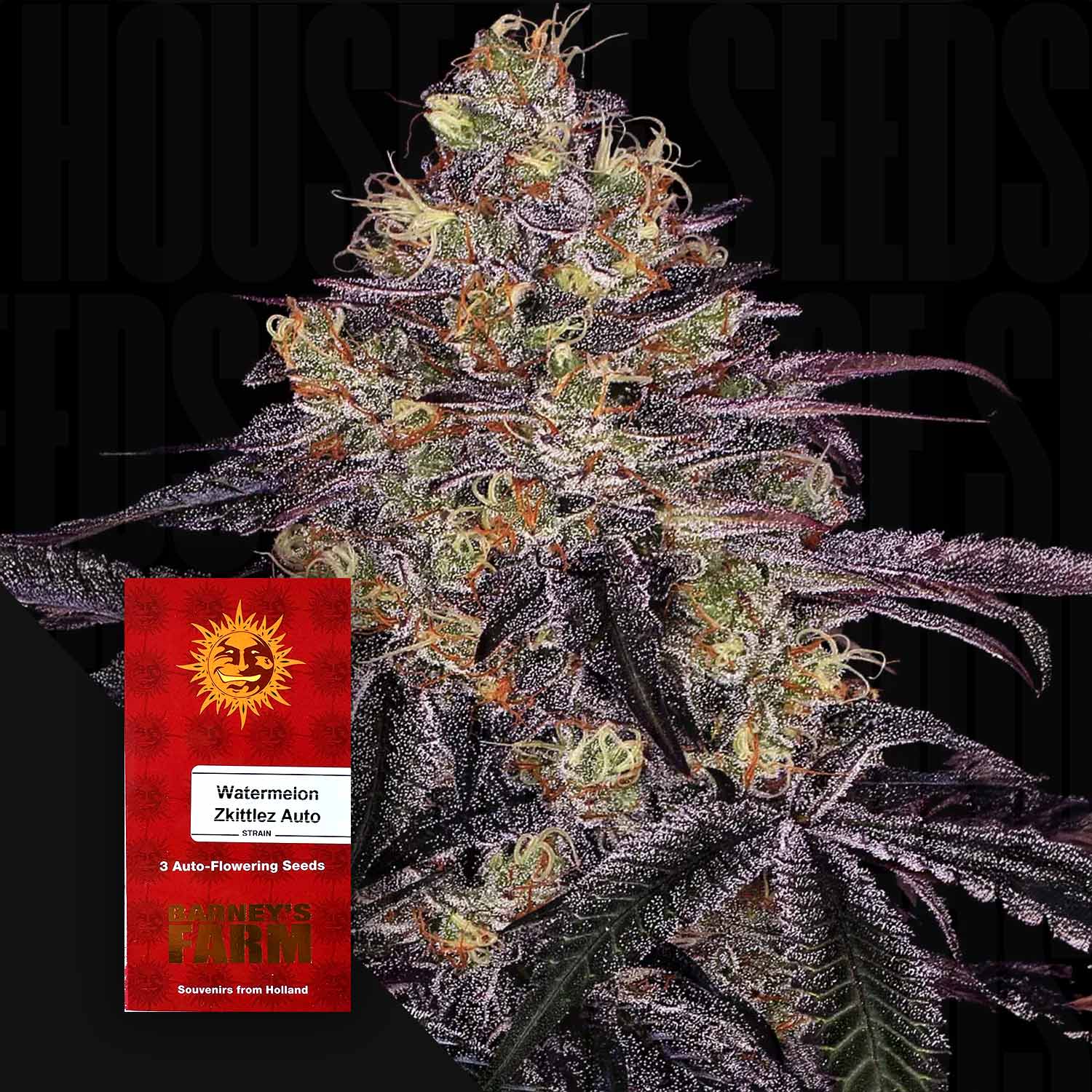 Watermelon Zkittlez Auto - Barney's Farm