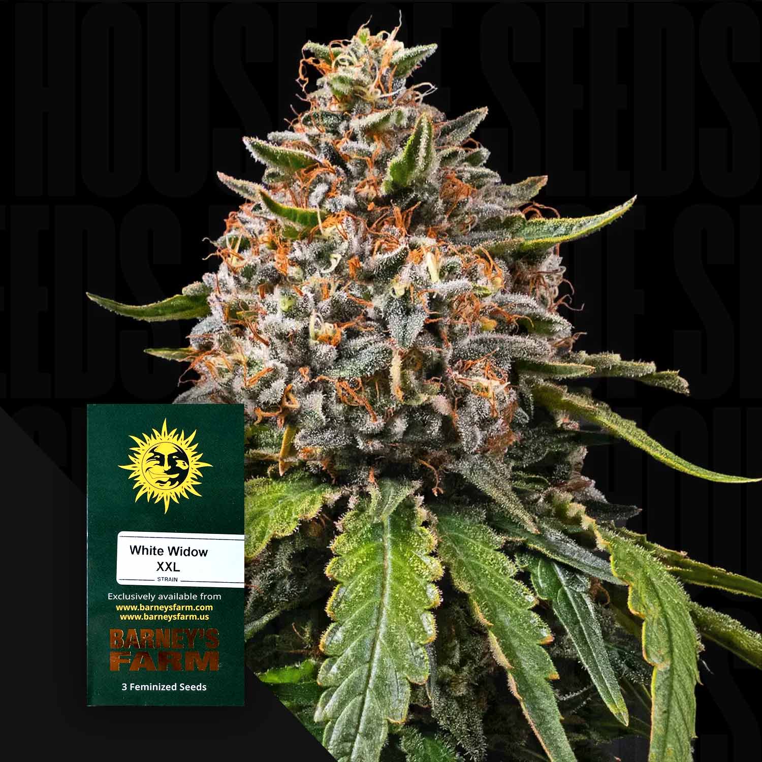 White Widow XXL Auto - Barney's Farm