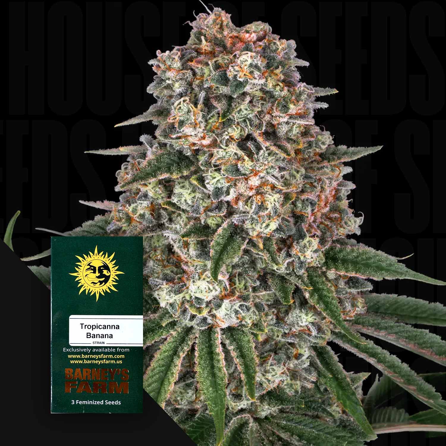 Tropicanna Banana - Barney's Farm