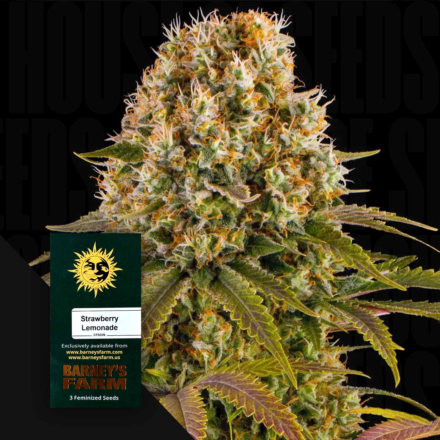 Strawberry Lemonade - Barney's Farm