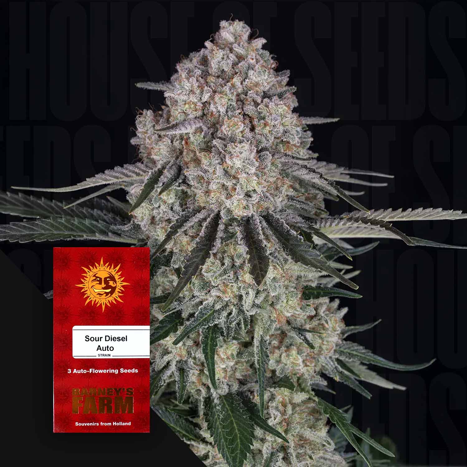 Sour Diesel Auto - Barney's Farm