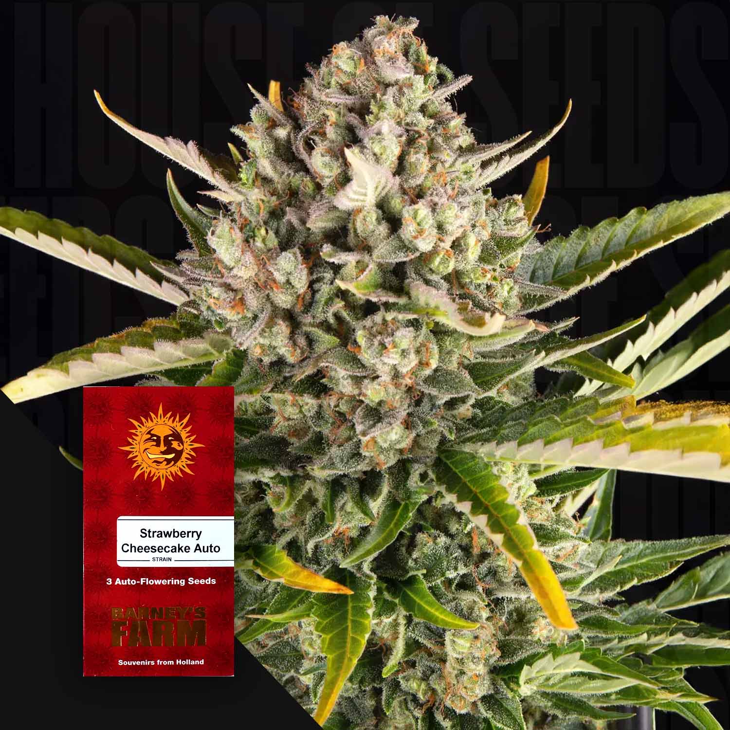 Strawberry Cheesecake Auto - Barney's Farm