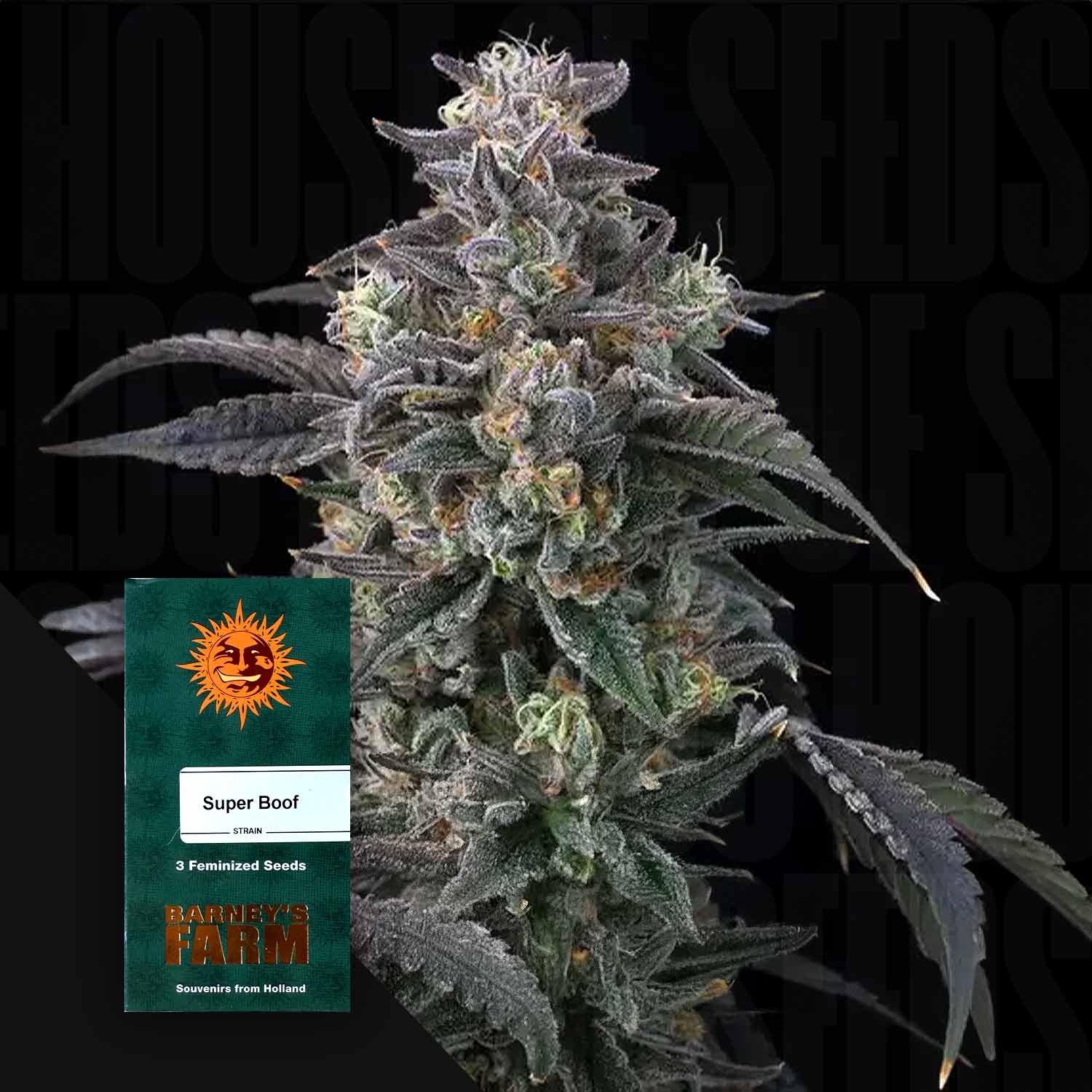 Super Boof - Barney's Farm