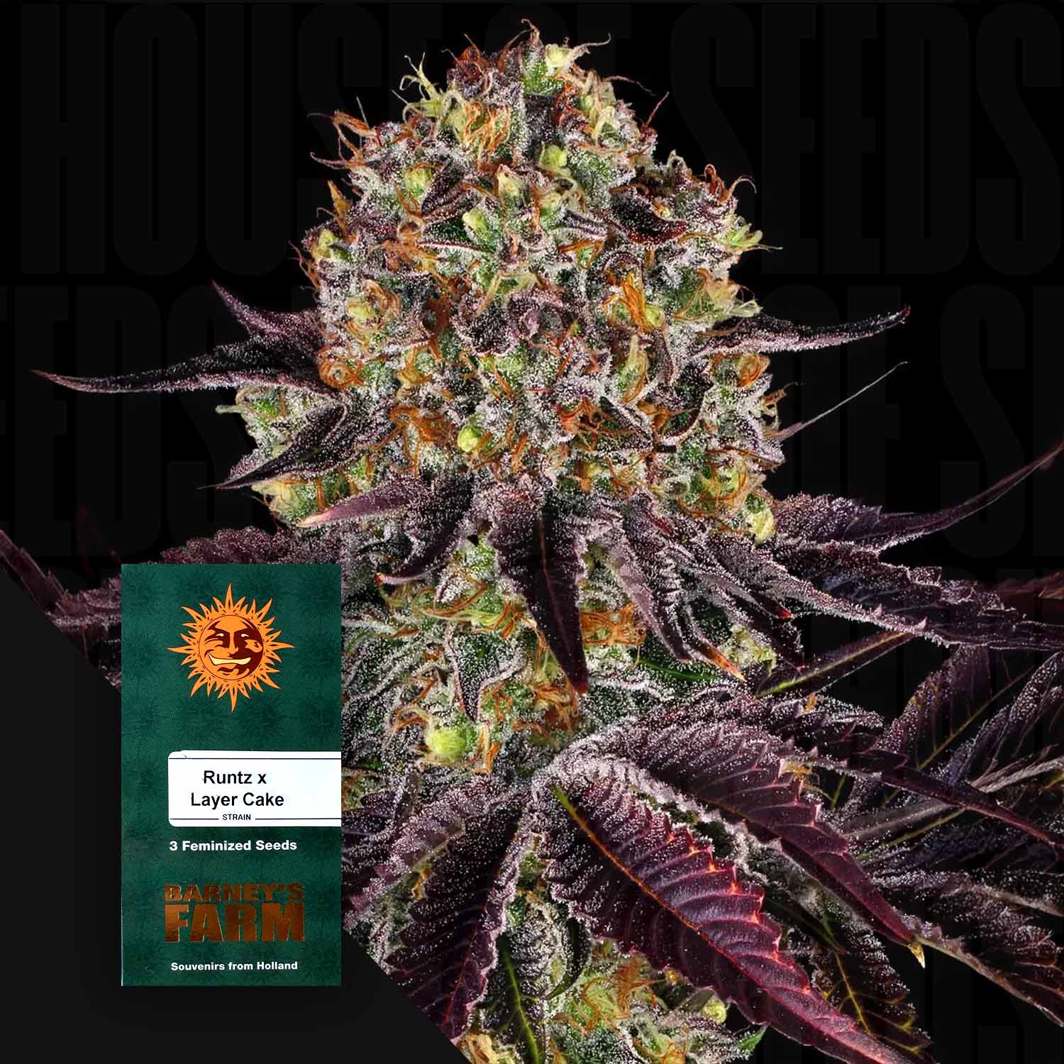 Runtz x Layer Cake - Barney's Farm