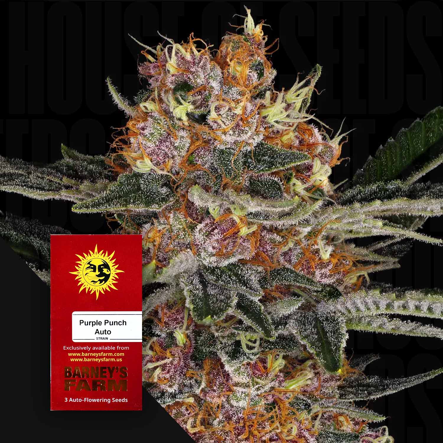 Purple Punch Auto - Barney's Farm