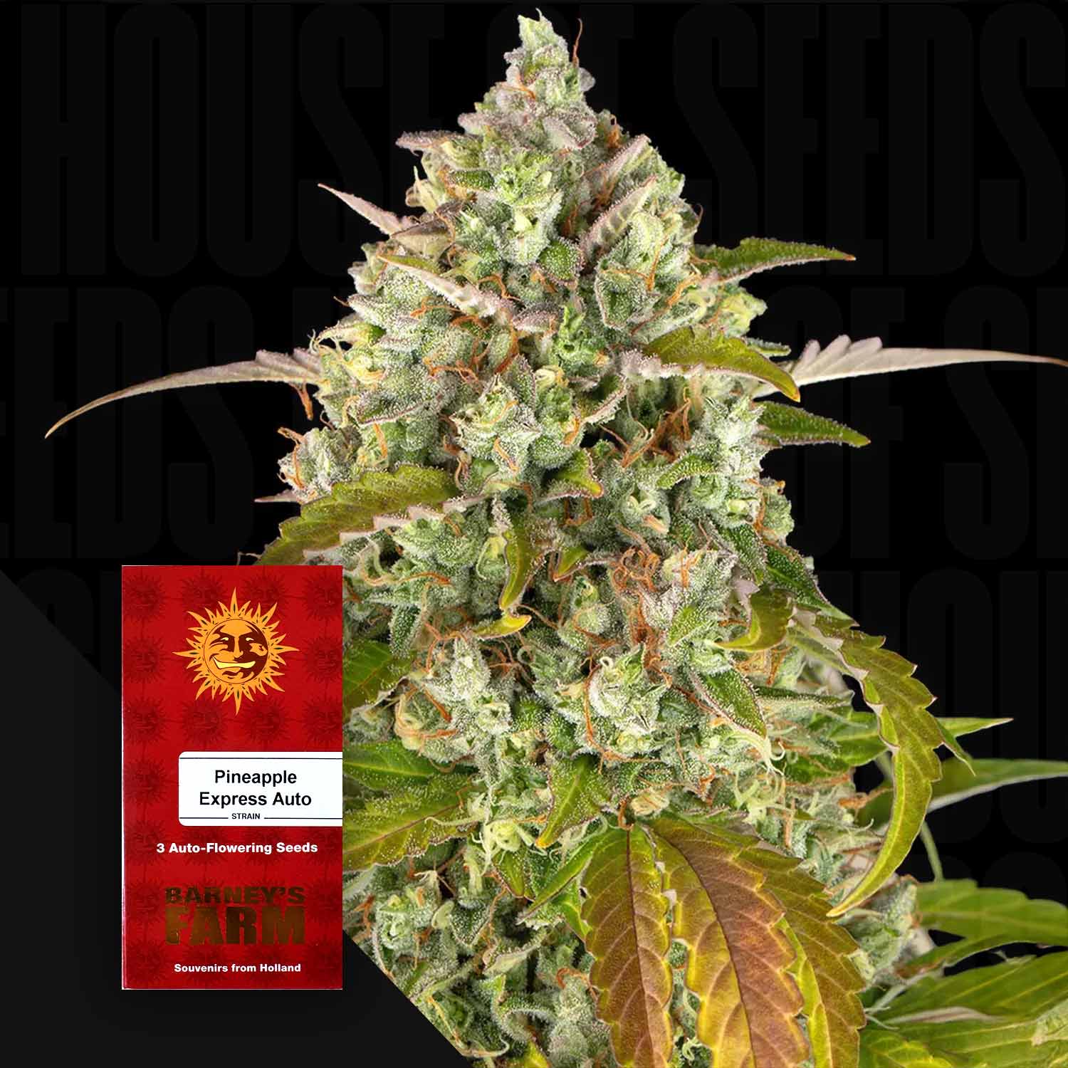 Pineapple Express Auto - Barney's Farm