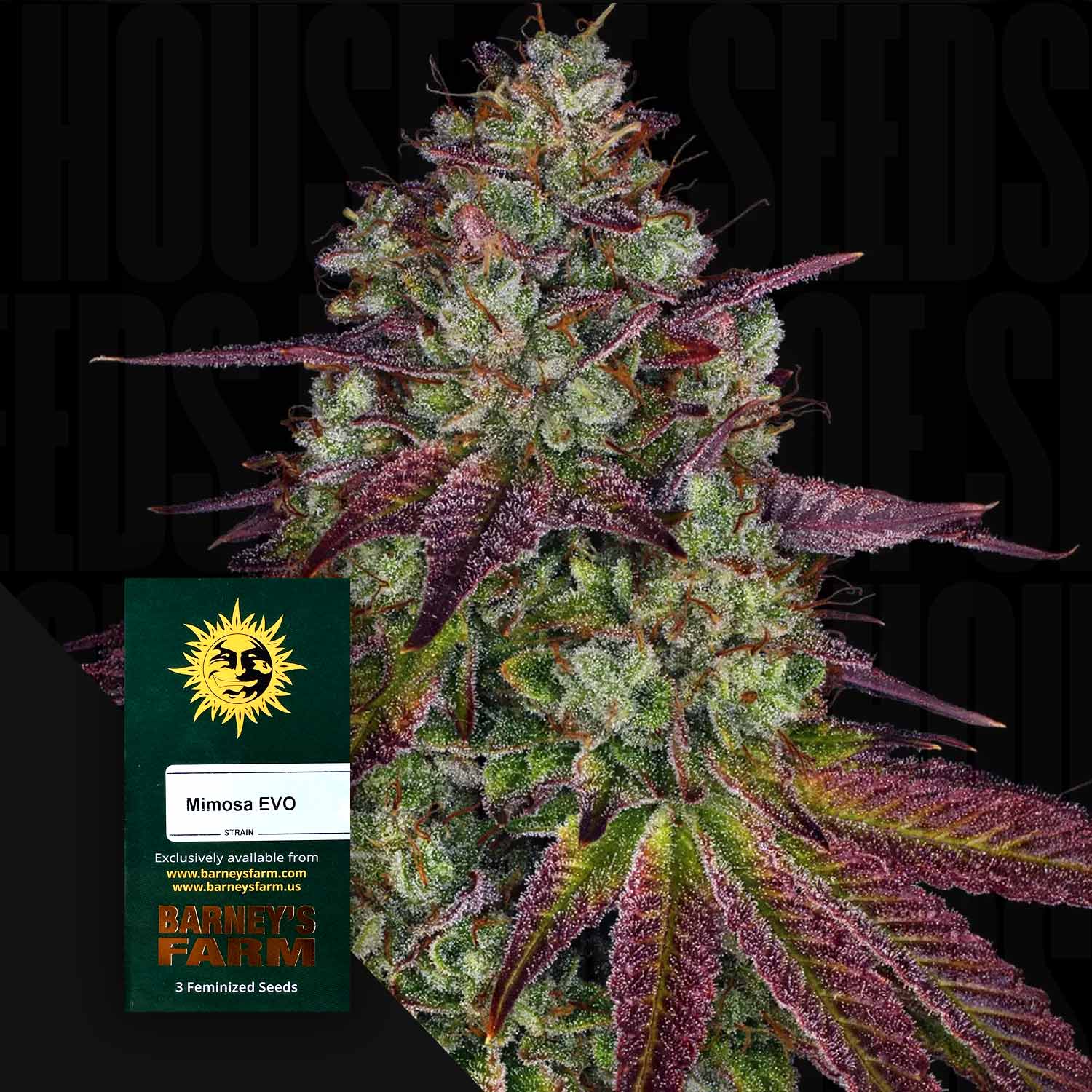 Mimosa EVO - Barney's Farm