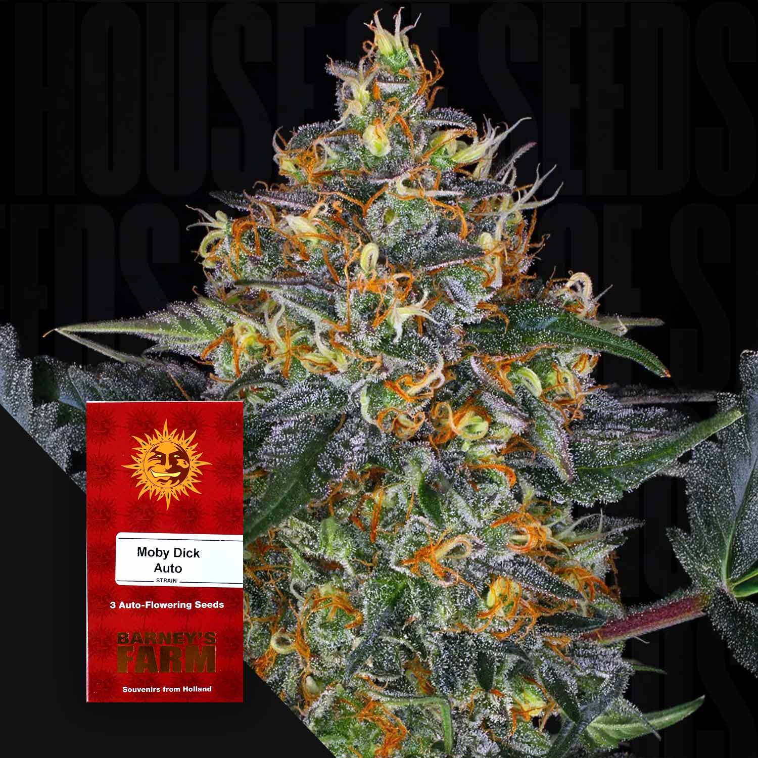 Moby Dick Auto - Barney's Farm