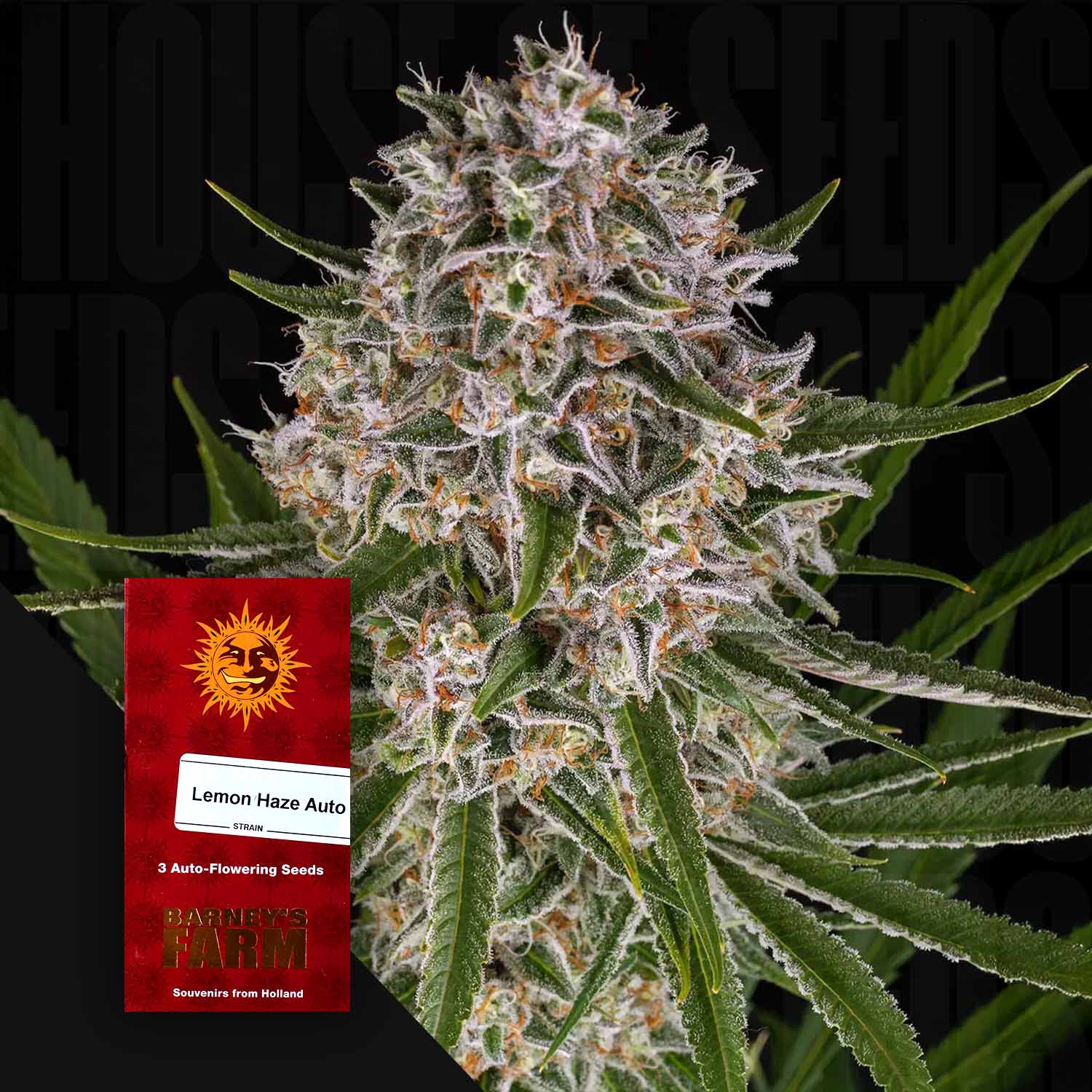 Lemon Haze Auto - Barney's Farm