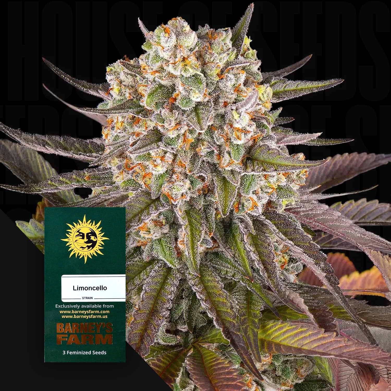 Limoncello - Barney's Farm