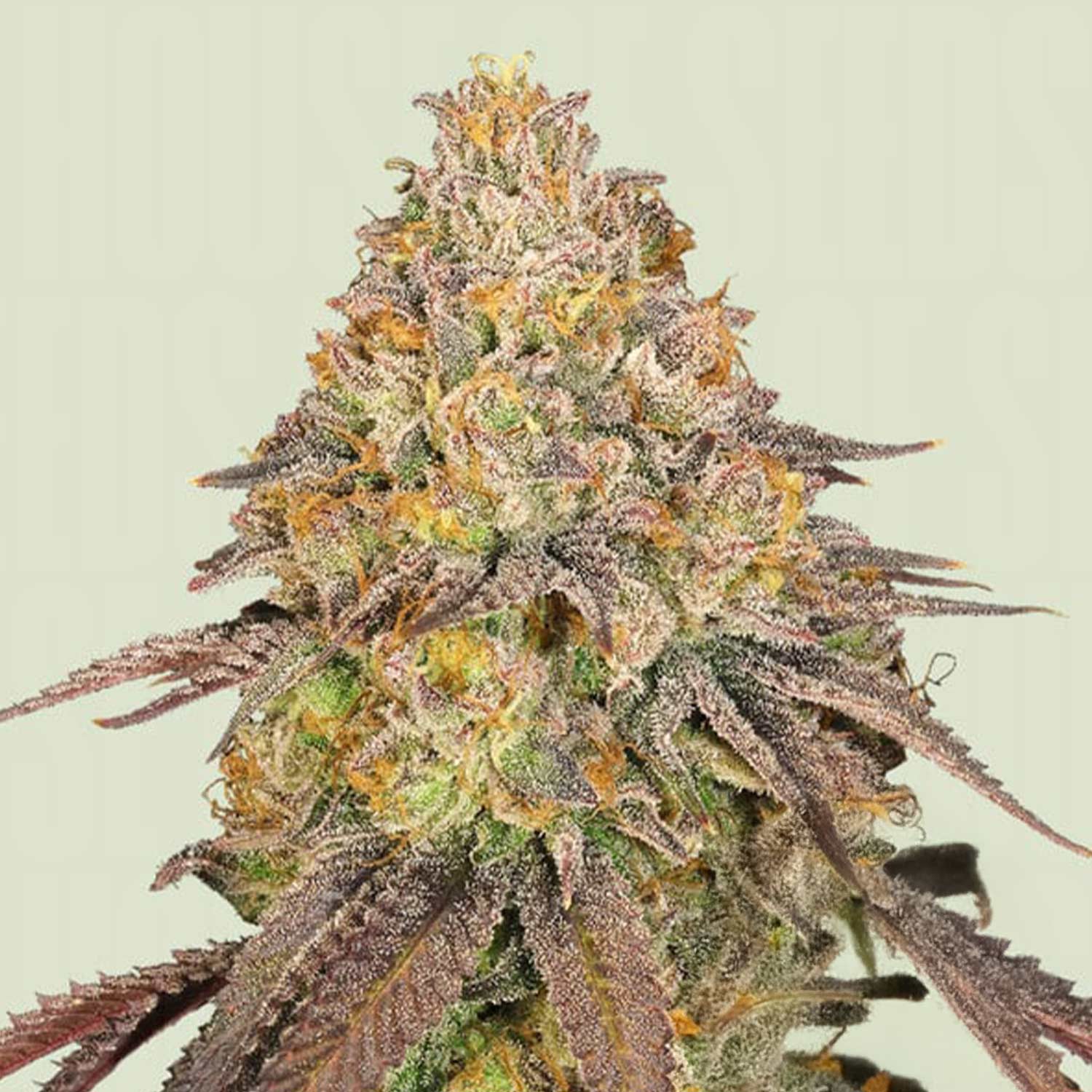 Laughing Buddha - Barney's Farm