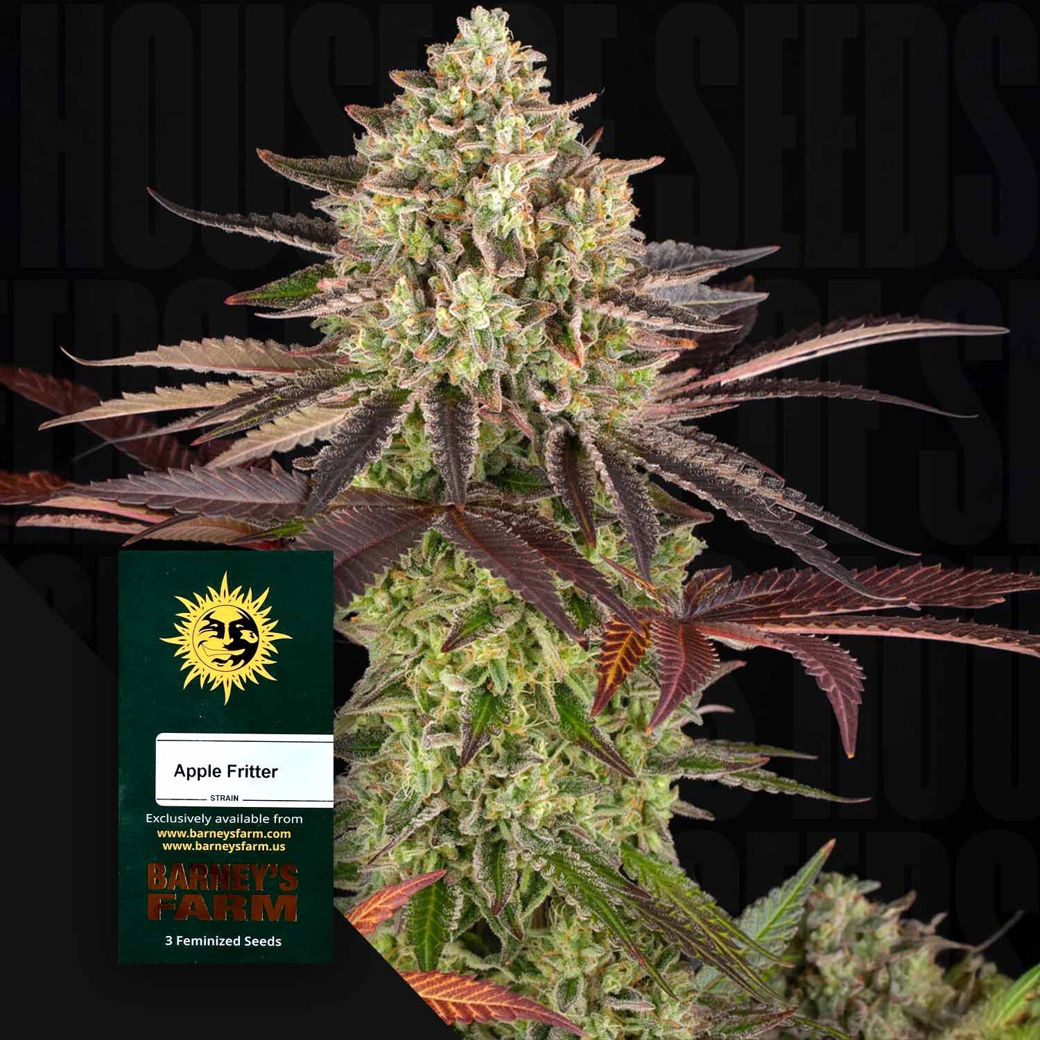 Apple Fritter - Barney's Farm