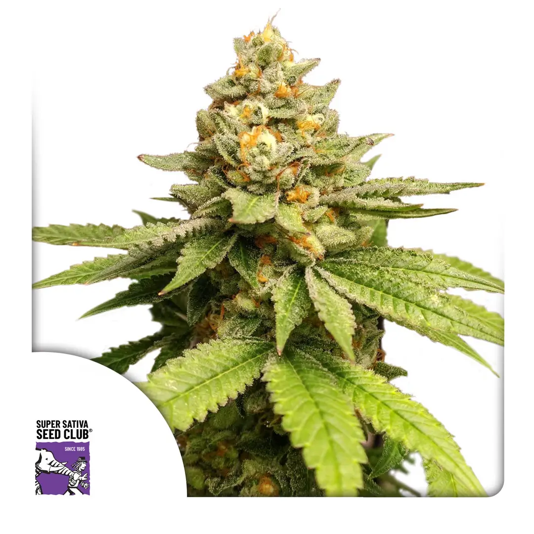 Dutch Passion Green Papaya 3er Pack