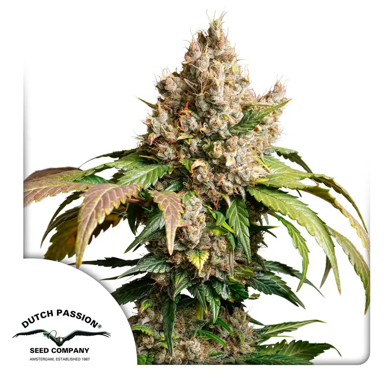 Dutch Passion Auto Red Tropicana Cookies 3er Pack