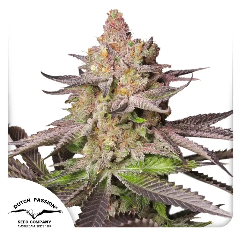 Dutch Passion Melonade Runtz 3er Pack