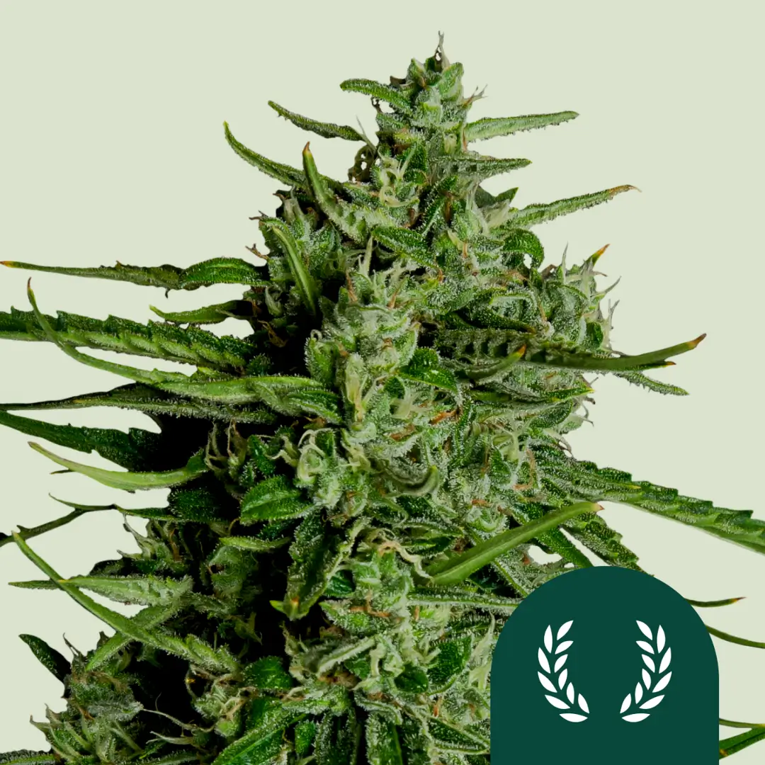 Royal Queen Seeds Titan F1 3 Samen