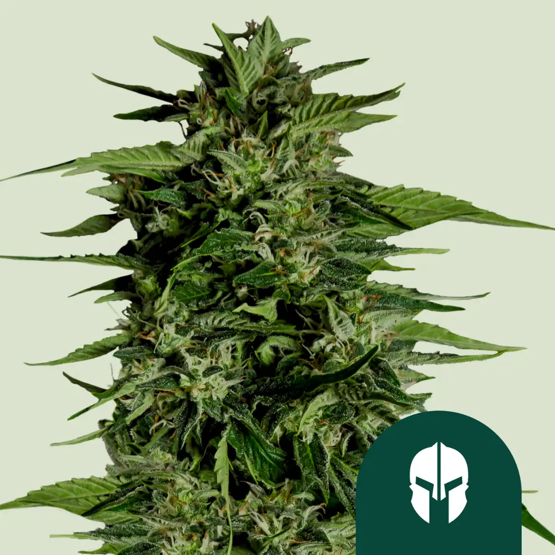 Royal Queen Seeds Hyperion F1 3 Samen