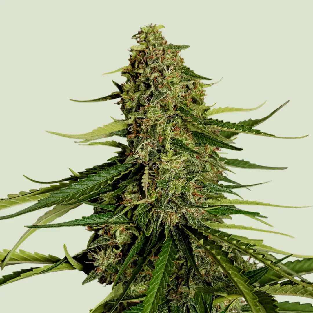 Royal Queen Seeds Gaia F1 3 Samen