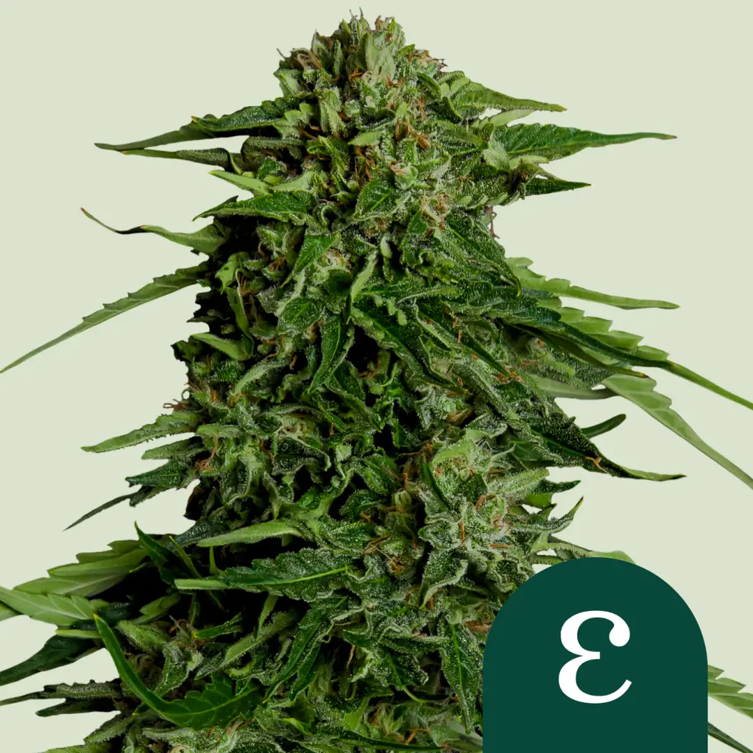 Royal Queen Seeds Epsilon F1 3 Samen