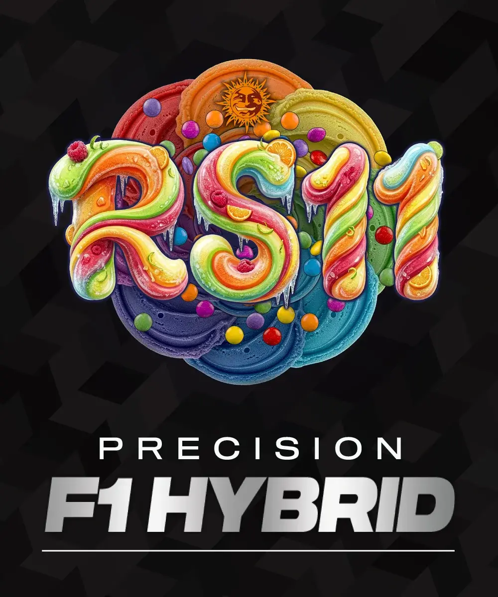 Barneys Farm RS11 F1 3er Packung + 3er Gift Pack gratis dazu