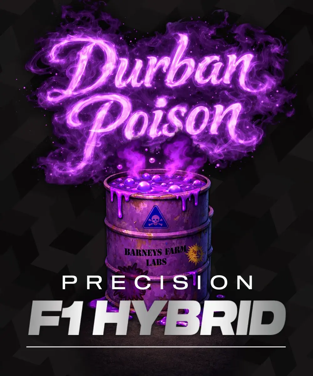 Barneys Farm Durban Poison F1 3er Packung + 3er Gift Pack gratis dazu