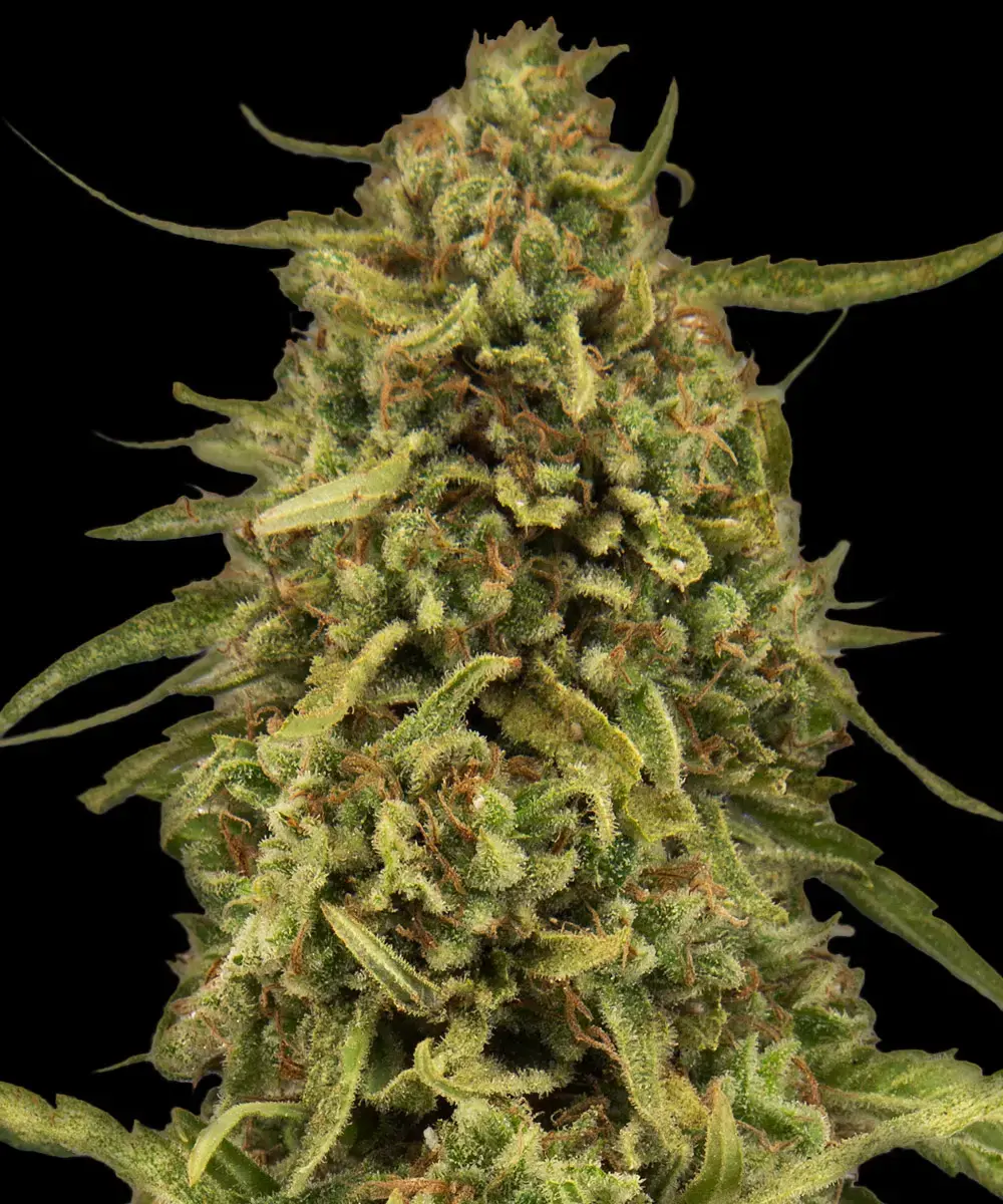 Barneys Farm Widow Remedy Regular - 10 Samen