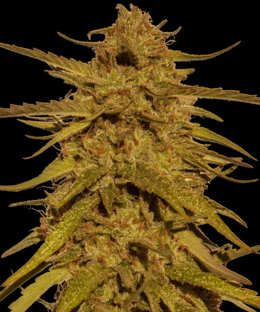 Barneys Farm Pineapple Haze Regular - 10 Samen