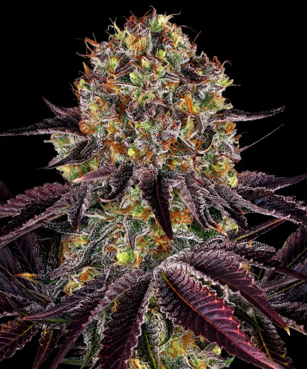 Barneys Farm Runtz x Layer Cake 3er Pack + 3er Giftpack Gratis dazu