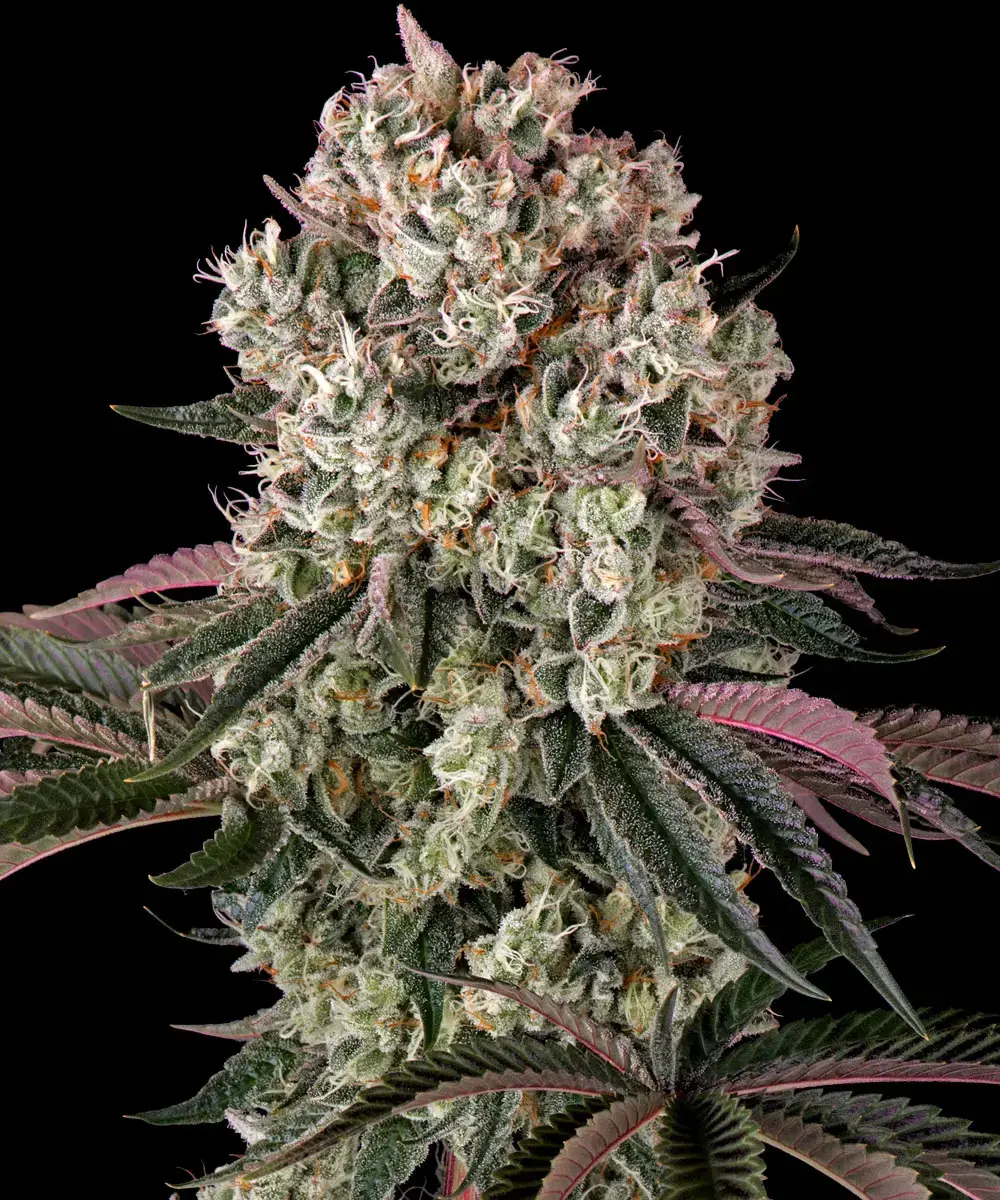 Barneys Farm Glookies 3er Pack + 3er Giftpack Gratis dazu