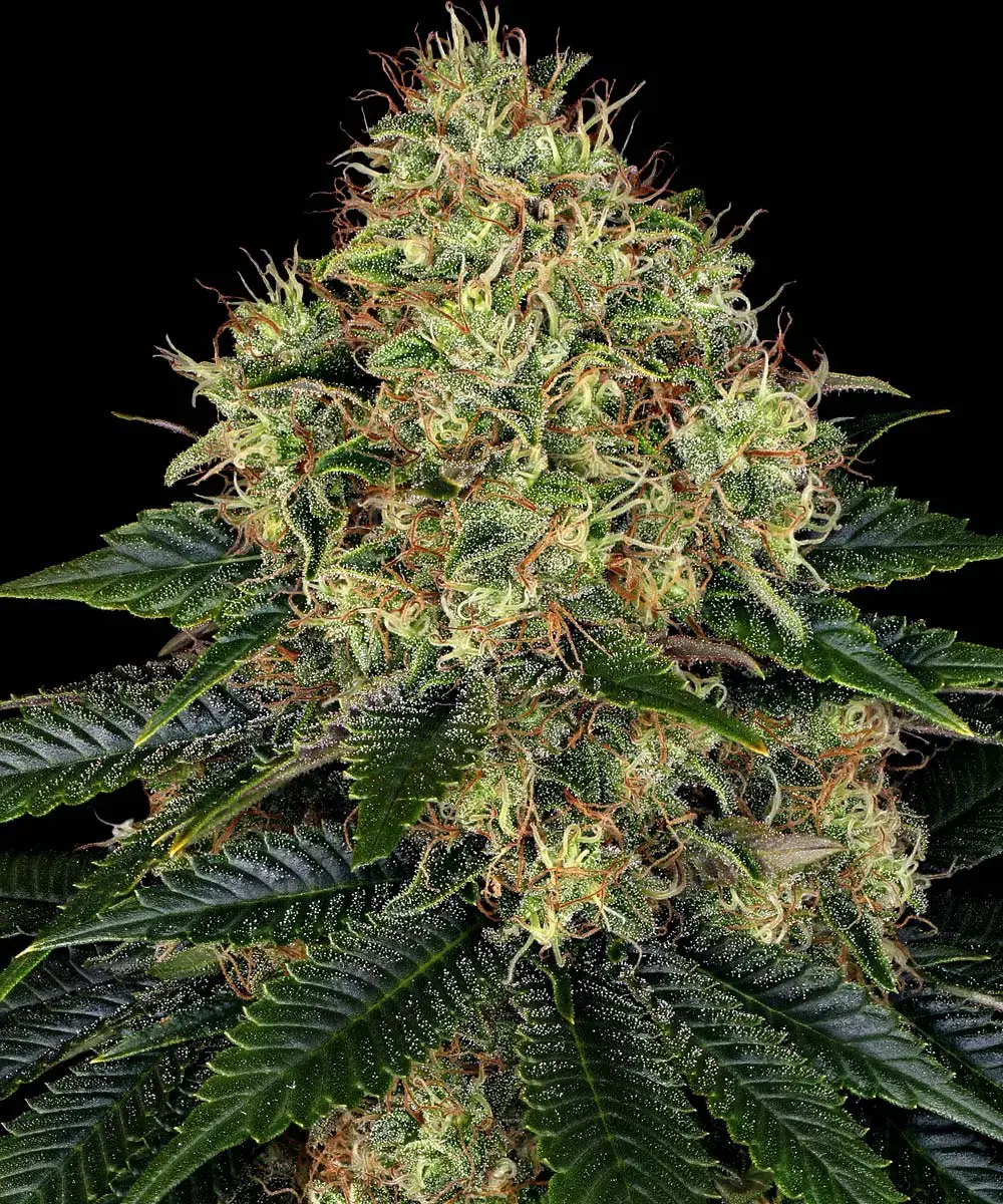 Barneys Farm Skywalker OG Auto 3er Pack + 3er Giftpack Gratis dazu