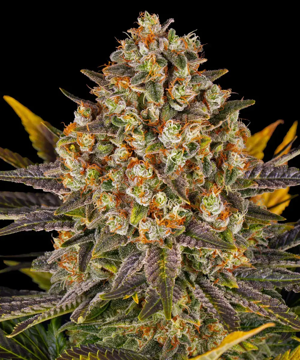 Barneys Farm Banana Punch 5er Pack + 5er Gift Pack gratis