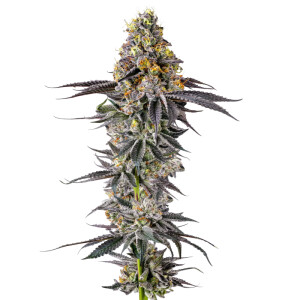 Lobster Butter Auto - Growers Choice feminisiert 3er Pack