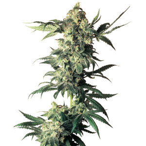 Northern Lights Auto Feminisiert 3er Pack