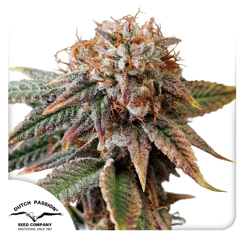 Dutch Passion Auto Kingston Punch - 3 Samen
