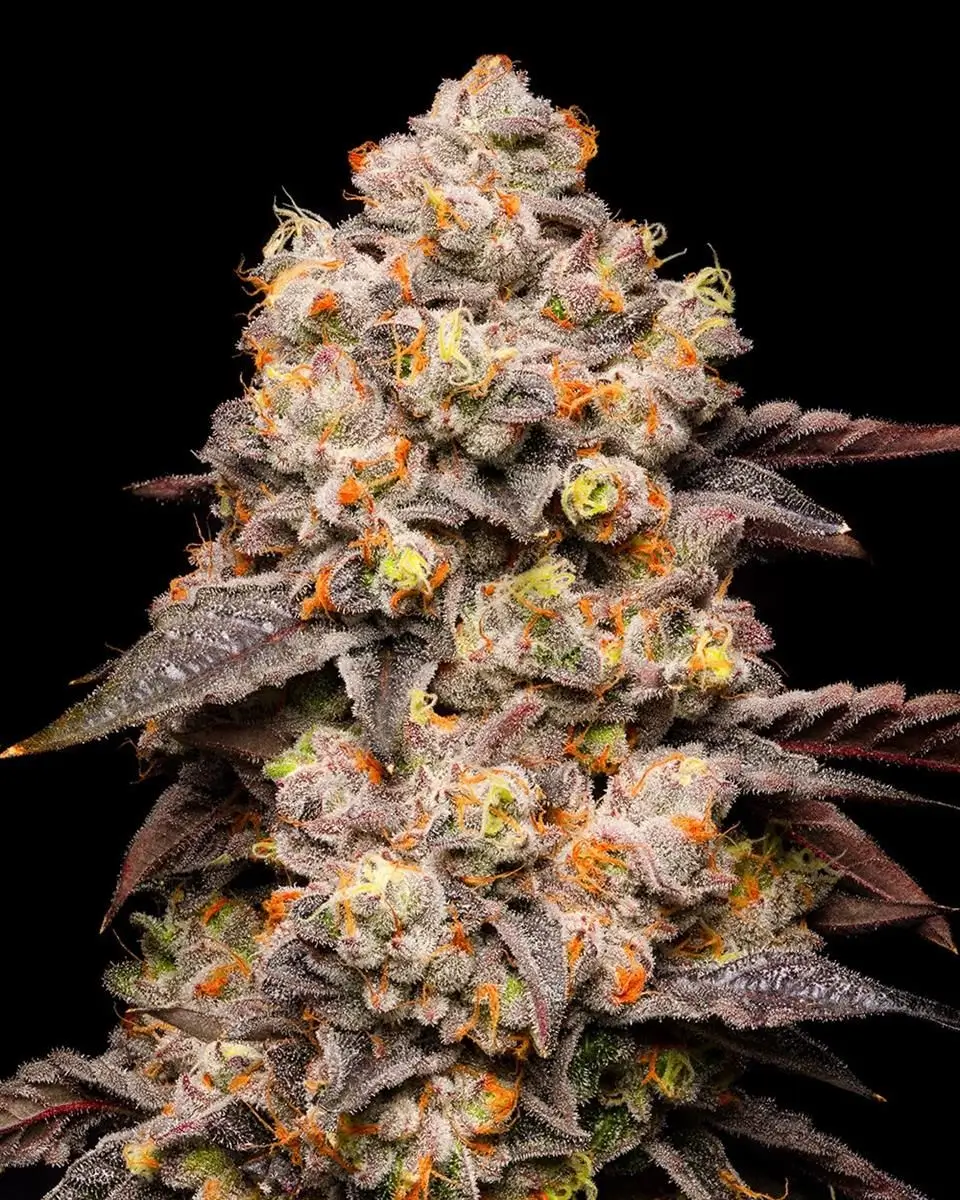 Cookies Seeds Dried Fruit 3 Stück