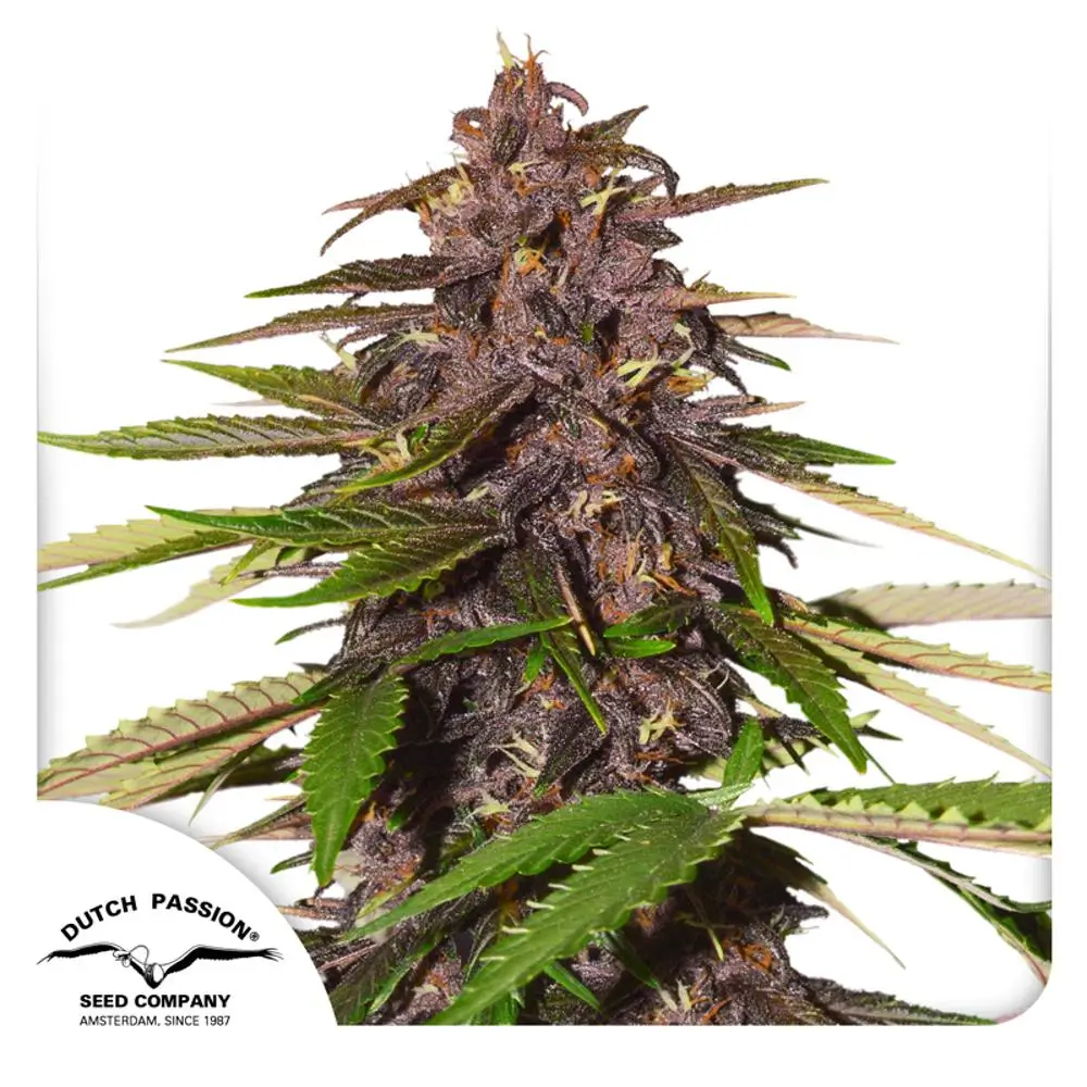 Dutch Passion Auto Forbidden Cherry - 3 Samen