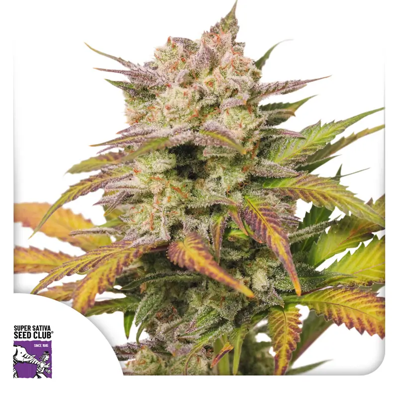 Dutch Passion Auto Sweet Bourbon Kush - 3 Samen