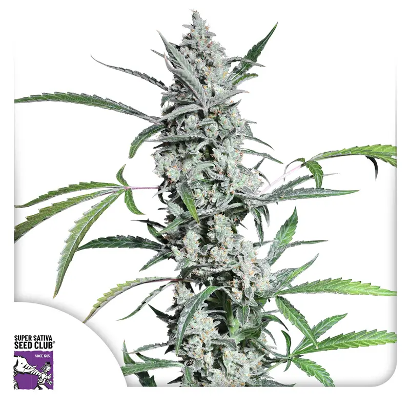Dutch Passion Fat Pete's Cookies Auto - 3 Samen